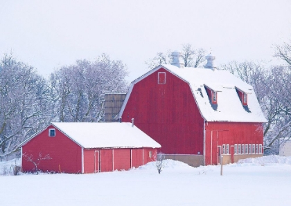 Picture of WINTER RED BARN 