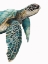Picture of GREAT SEA TURTLE 