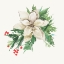 Picture of WHITE POINSETTIA