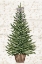 Picture of EVERYGREEN CHRISTMAS TREE 