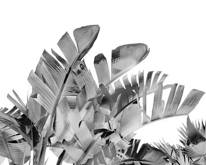 Picture of TROPICAL VELVET III - B-W 