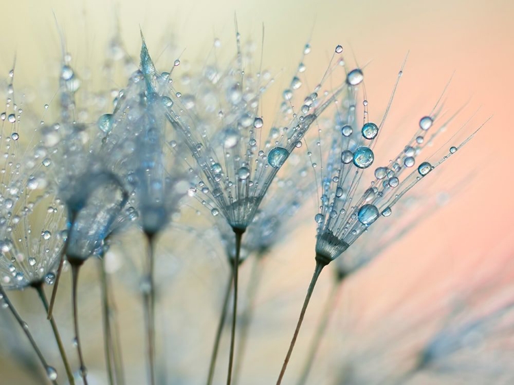 Picture of SUMMER RAIN