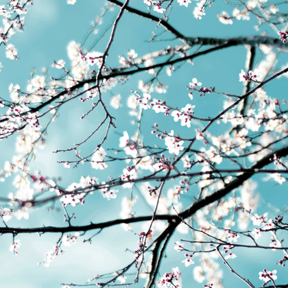 Picture of SPRING BLOSSOMS BLUE