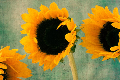 Picture of SUNFLOWERS II