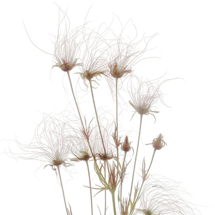 Picture of GEUM SEED HEADS 