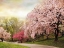 Picture of ASIAN CHERRY GROVE