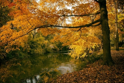 Picture of AUTUMN GOLD