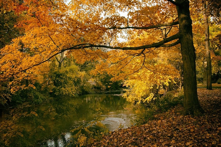 Picture of AUTUMN GOLD