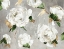 Picture of WHITE PEONY GARDEN