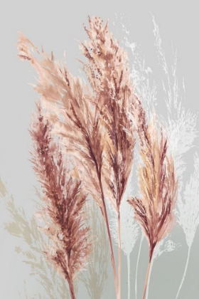 Picture of BLUSHING POMP GRASS II