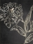 Picture of GOLDEN FLOWER FOLKLORE II