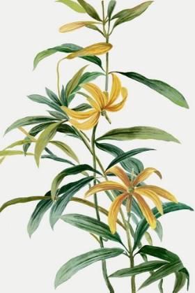 Picture of YELLOW TROPICAL FLOWERS I 