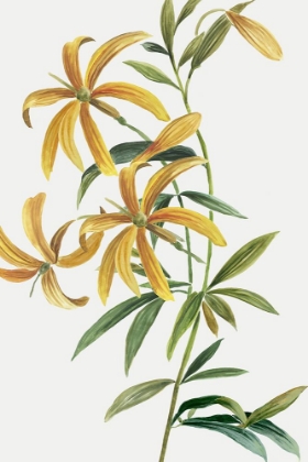 Picture of YELLOW TROPICAL FLOWERS II
