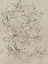 Picture of OUTLINED LEAVES I 