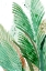 Picture of LUSH PALM I