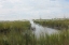 Picture of MARSHLAND