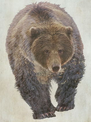 Picture of BROWN BEAR WALKING