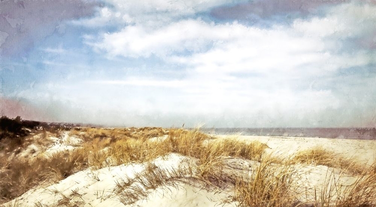 Picture of DUNE GRASS 