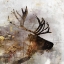Picture of GOLDEN REINDEER