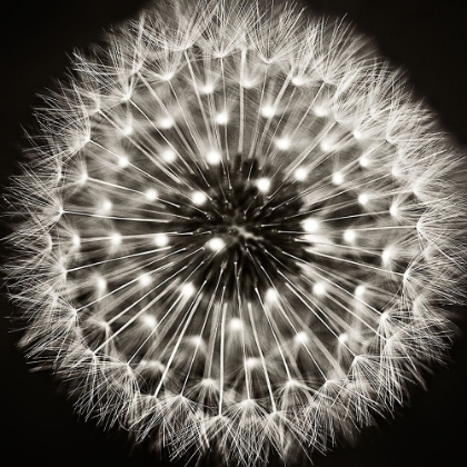 Picture of DANDELION I