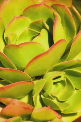 Picture of SWEET SUCCULENTS I