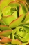 Picture of SWEET SUCCULENTS I