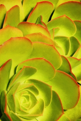 Picture of SWEET SUCCULENTS II