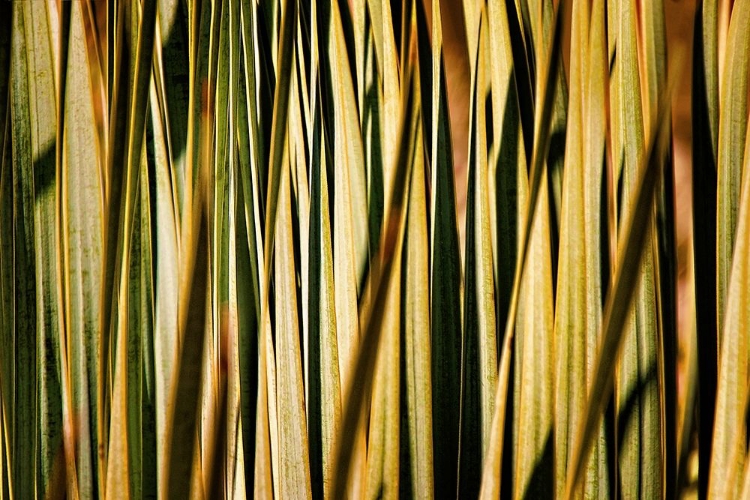 Picture of DESERT GRASSES I