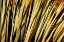 Picture of DESERT GRASSES II