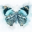 Picture of WINGED BEAUTY