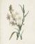 Picture of CLASSIC BOTANICALS I
