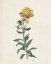 Picture of CLASSIC BOTANICALS III