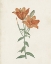 Picture of CLASSIC BOTANICALS V