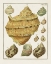 Picture of PASTEL SHELL PAIR I