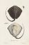 Picture of ANTIQUE RAYS III