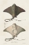 Picture of ANTIQUE RAYS IV
