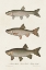 Picture of SPECIES OF ANTIQUE FISH IV