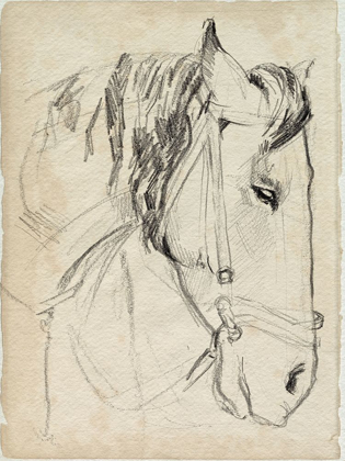 Picture of HORSE IN BRIDLE SKETCH I