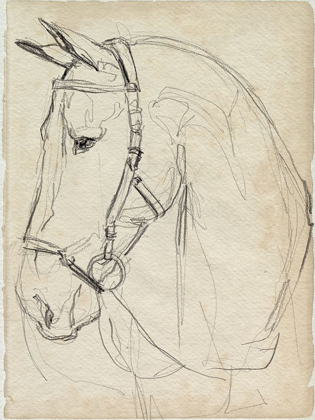 Picture of HORSE IN BRIDLE SKETCH II