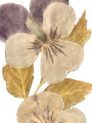 Picture of NEUTRAL PANSY I