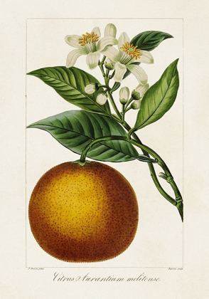 Picture of ANTIQUE CITRUS FRUIT I