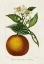 Picture of ANTIQUE CITRUS FRUIT I