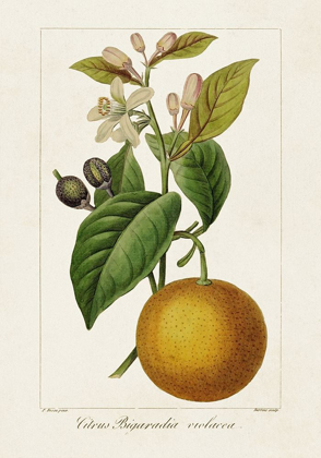 Picture of ANTIQUE CITRUS FRUIT II