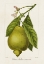 Picture of ANTIQUE CITRUS FRUIT III