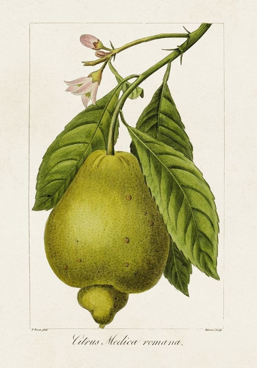 Picture of ANTIQUE CITRUS FRUIT III