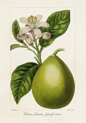 Picture of ANTIQUE CITRUS FRUIT IV