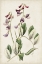 Picture of ANTIQUE BOTANICAL COLLECTION I