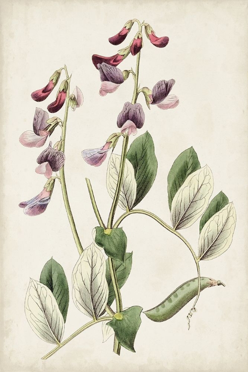 Picture of ANTIQUE BOTANICAL COLLECTION I