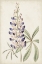 Picture of ANTIQUE BOTANICAL COLLECTION II