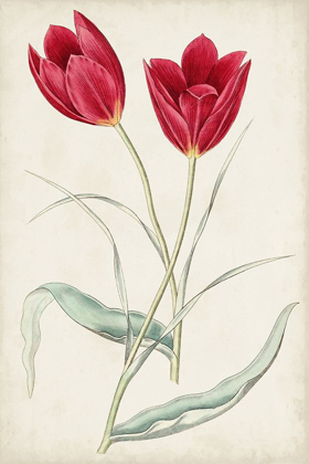 Picture of ANTIQUE BOTANICAL COLLECTION III